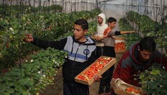 Palestinian farmers harvest strawberries in N Gaza Strip