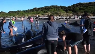 Volunteers try to rescue stranded whales on New Zealand beach