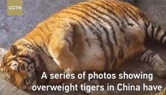 Overweight Siberian tigers become online sensation in China