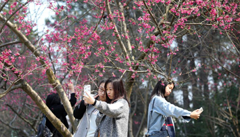 Citizens enjoy cherry blossoms in S China's Nanning