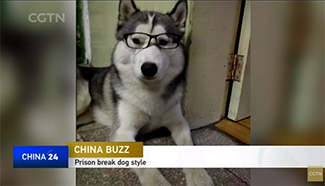 "Prison Break" dog makes run for freedom