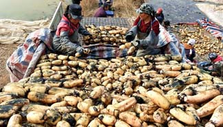 Villagers start to collect lotus roots in north China