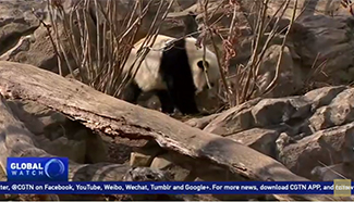 Washington D.C. says goodbye to panda Bao Bao