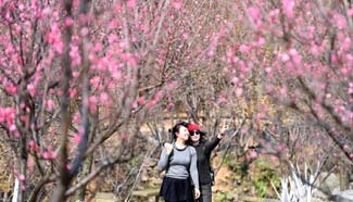 Pretty in pink: Plum blossoms seen in east China