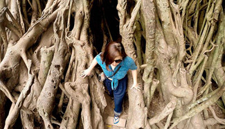 600-year-old balete tree seen in Aurora Province, the Philippines