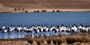 Black-necked cranes seen in SW China