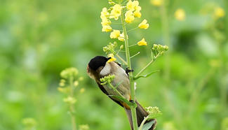 Spring scenery: bird rests on branch of cole
