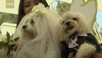 Dog couples tie the knot at a mass pet wedding ceremony