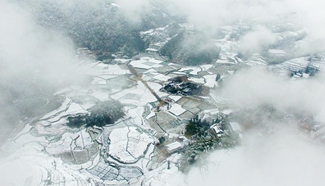 In pics: snow-covered tea garden in C China's Hubei