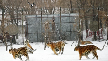 Tigers chase drone hovering overhead at Siberian Tiger Park in China's Harbin