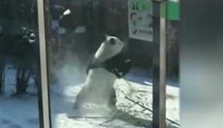 Excited panda does acrobatics in snow