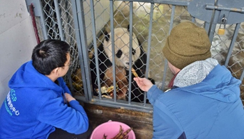 U.S.-born panda to stay in SW China's quarantine for month