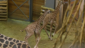 Two baby giraffes seen at zoo in Hungary