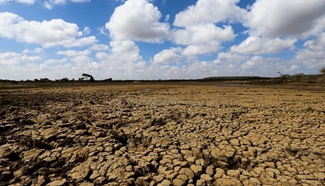 Kenya faces severe drought: FAO