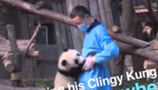 Never let go! Clingy panda holds on to breeder like glue