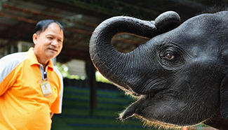 In pics: elephant-related entertainments in Thailand