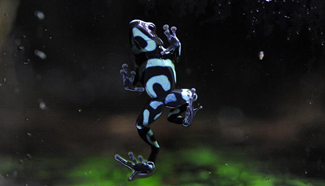 40 poison dart frogs seen in Singapore