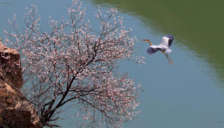 Herons seen in north China's Yuncheng City