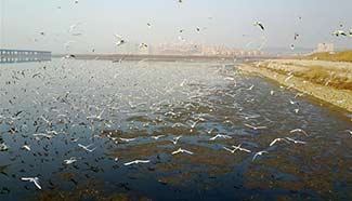 Sea gulls fly at sea areas in Dalian, NE China
