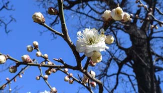 Plum blossoms seen at Beijing Ming Dynasty City Wall Relics Park