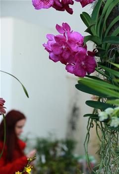 Exhibition "Orchids" held at Palm Garden in Frankfurt, Germany