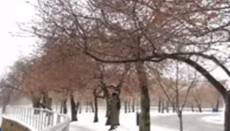 Washington DC's cherry blossoms awaken, get hit with snow