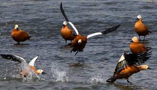 Aquatic birds seen in Jilin, northeast China