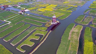 Aerial view of cole flowers in E China