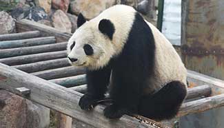Aging panda Shu Lan returns to hometown for better care
