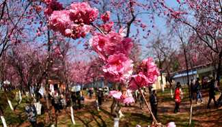 Cherry blossoms decorate park in Kunming