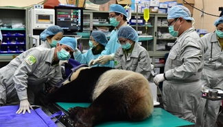 Female giant panda receives artificial insemination in Taipei