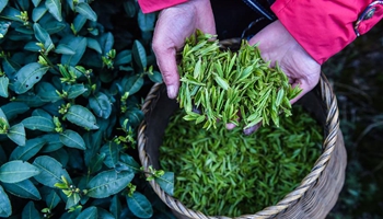 West Lake Longjing tea leaves harvested ahead of Qingming Festival