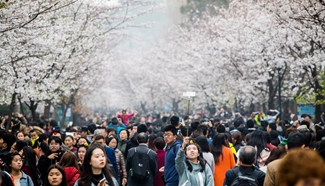 People enjoy cherry blossoms in E China's Nanjing