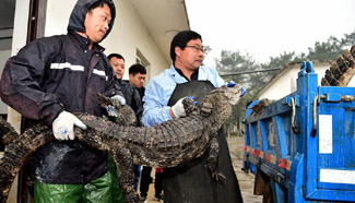 Over 13,000 Yangtze alligators to be transfered to outdoor in E China