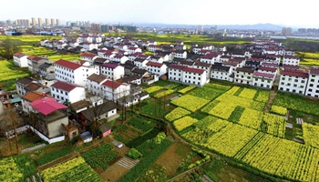 In pics: Farmland of cole flowers in NW China's Shaanxi