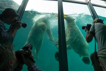 Newly arrived polar bears seen at Budapest Zoo