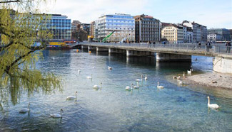 Swans seen in Geneva, Switzerland