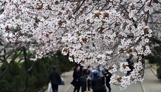 Purple leaf plum trees in full blossom in E China's Jinan