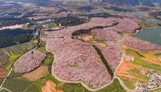 Cherry trees in full blossom attract numerous tourists in SW China city