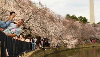 People enjoy cherry blossoms in Washington D.C.