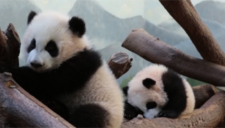 US’s only giant panda twins made their first expedition into an outdoor space