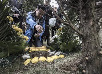 Family members of deceased mourn to tree burial grave in C China