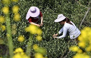 Farmers in NW China harvest tea leaves before Qingming Festival