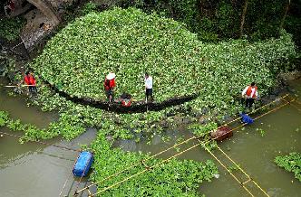 廣西柳州清理水浮蓮保護水環境