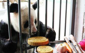 大熊貓吃月餅過中秋