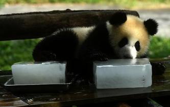 動物園為大熊貓送冰塊消暑