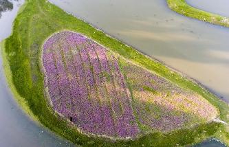 最美人間四月天 航拍鄱陽湖畔花紅草綠