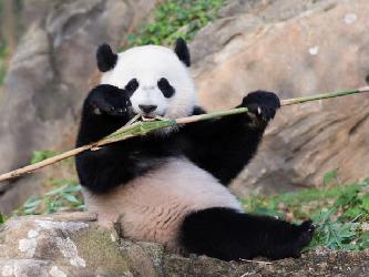 旅美大熊貓“寶寶”成長記