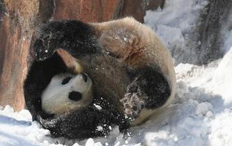 大熊貓雪地玩耍 萌態可掬