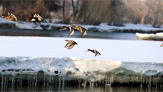 新疆額爾齊斯河覆冰加速融化 吸引鳥兒來安家